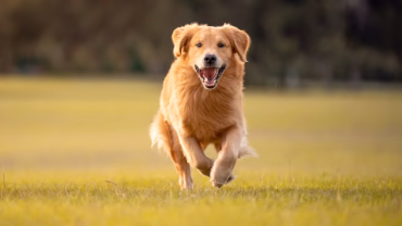 Omega3 Fettsäuren Lachsöl Hunde