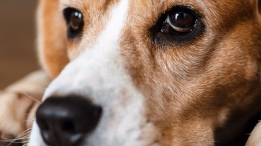Omega3 Fettsäuren Lachsöl Hunde